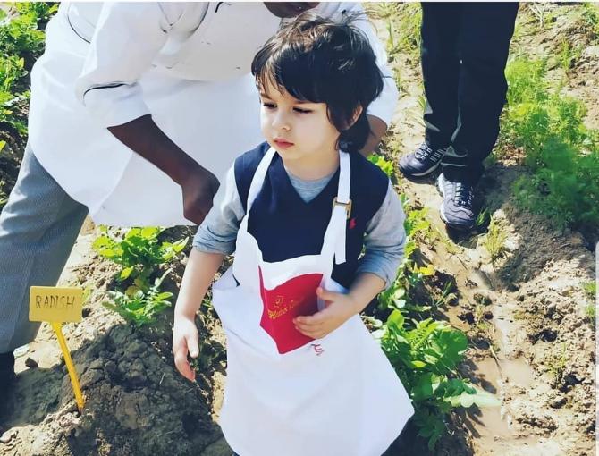 Taimur Gardening