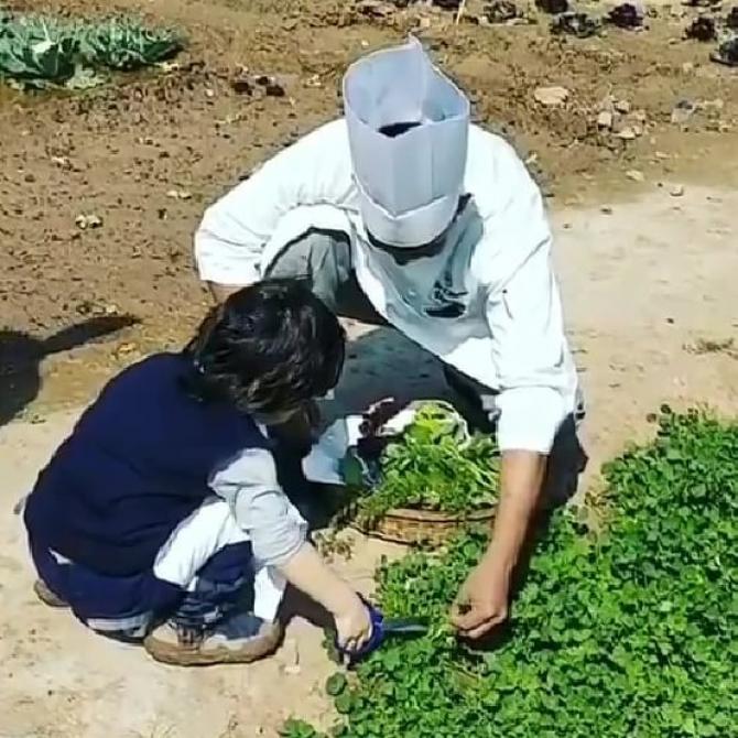 Taimur Gardening