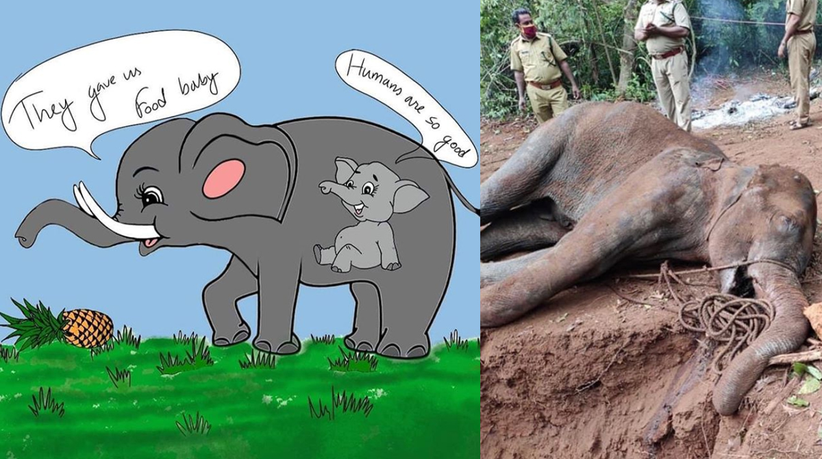 Cruelty crescendo! B'wood expresses pain over killing of pregnant elephant